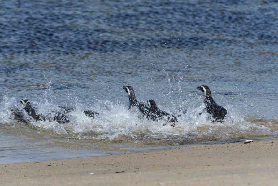 Pingüino de Magallanes - islas Falkland o Malvinas 13.jpg